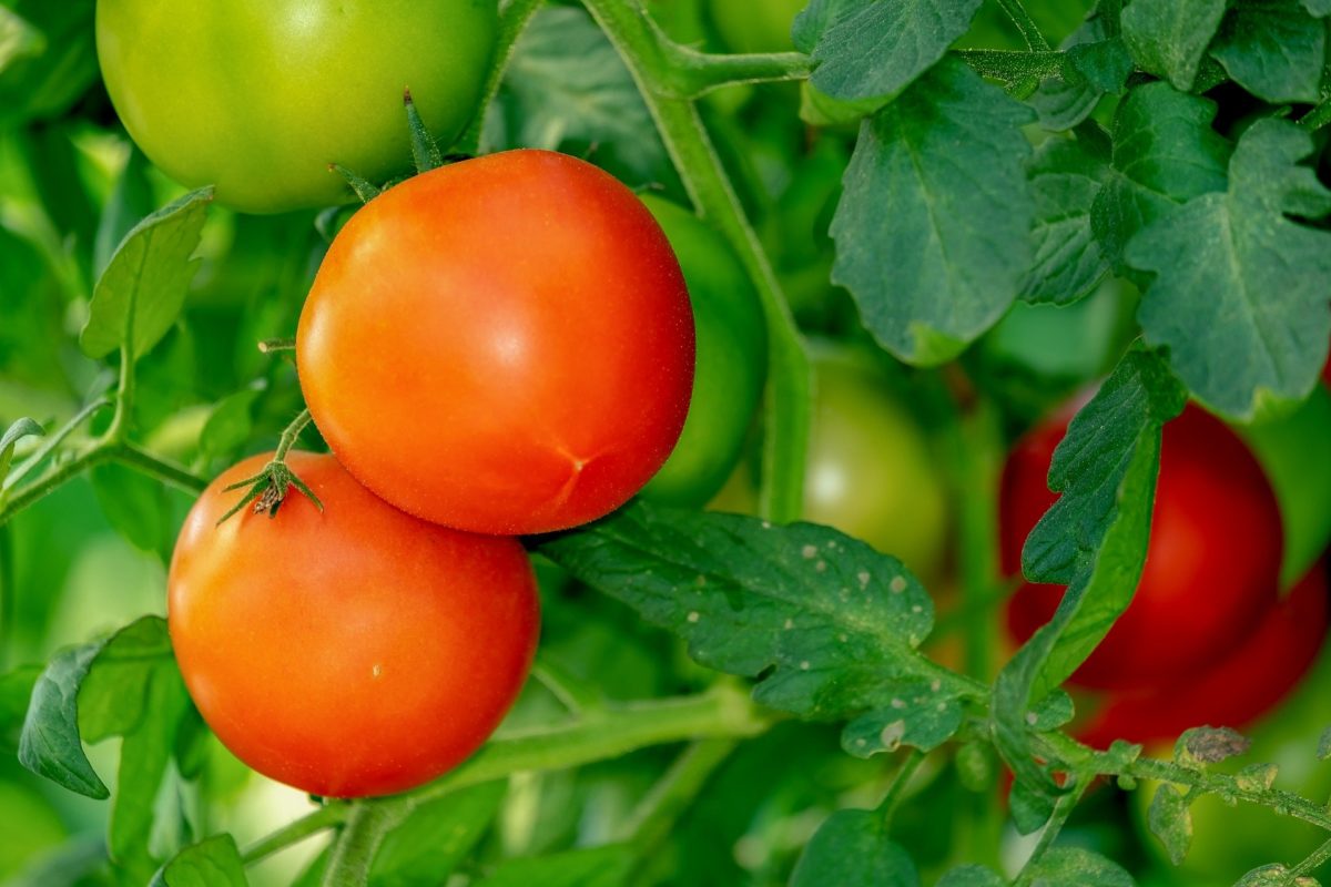 生のトマトの特徴・選び方